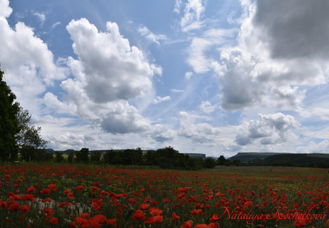 Природа Крыма - Изумительная Космея Природа Крыма - Изумительная Космея