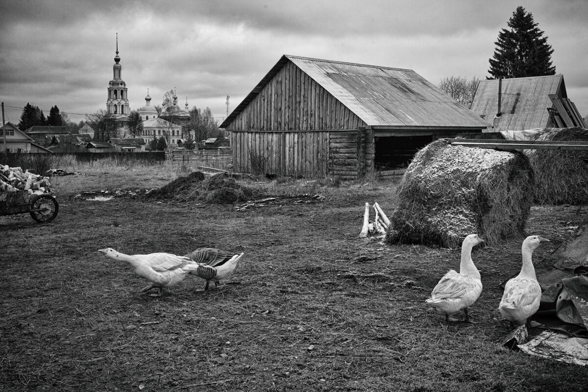 Подворье - Владимир Гришин Подворье - Владимир Гришин