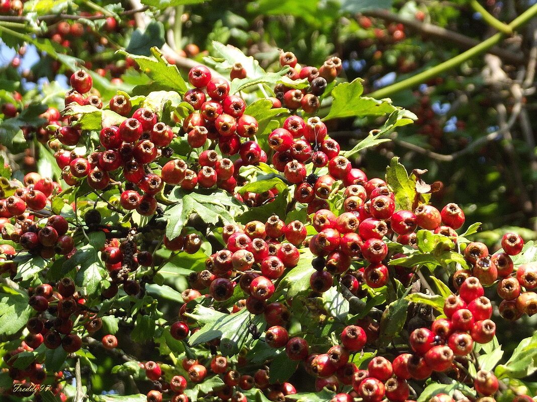 Боярышник - Freddy 97