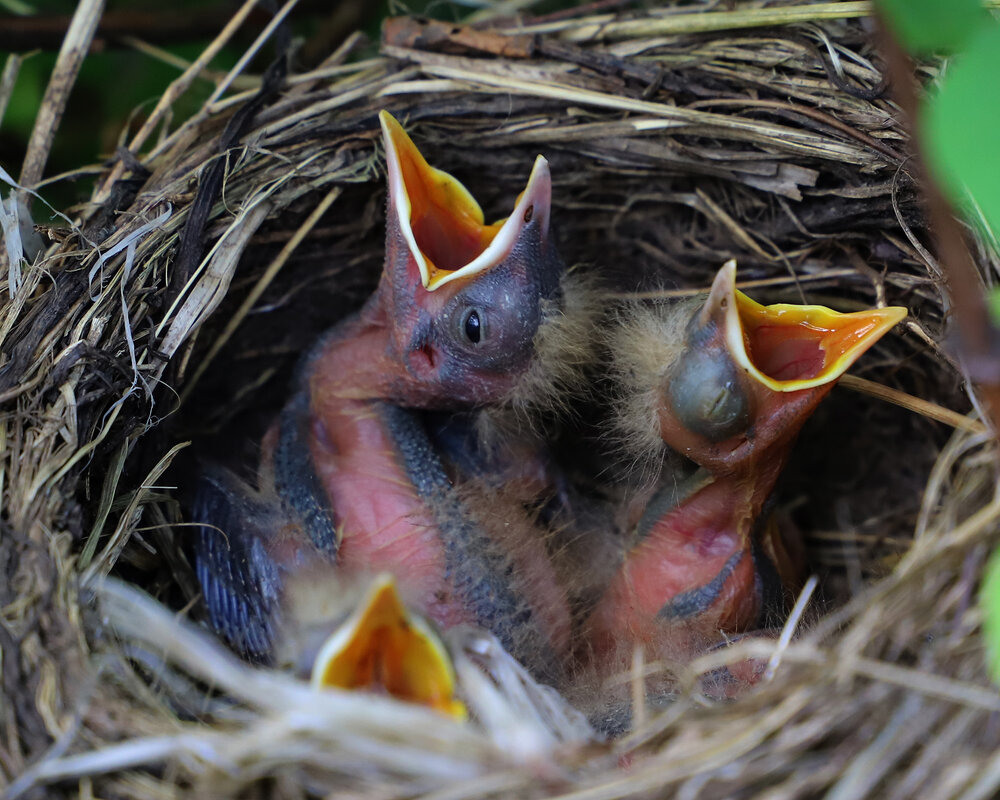 Дрозды - краснов юрий Дрозды - краснов юрий