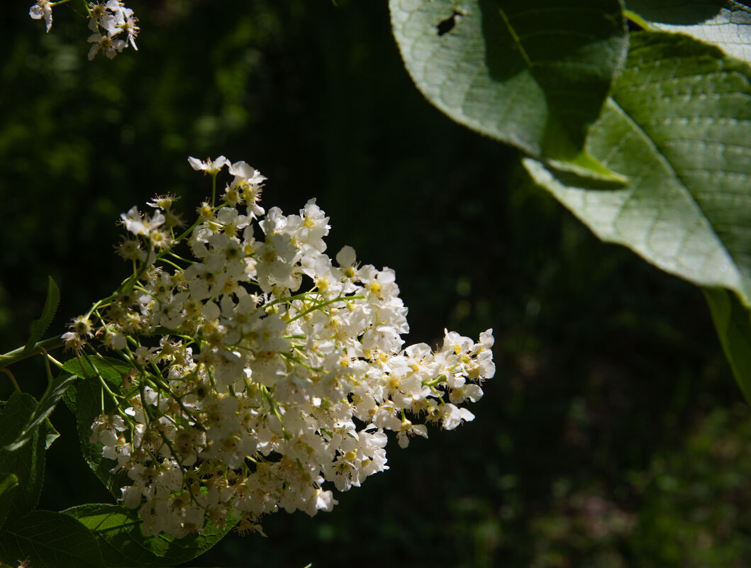Луч света - юрий Амосов