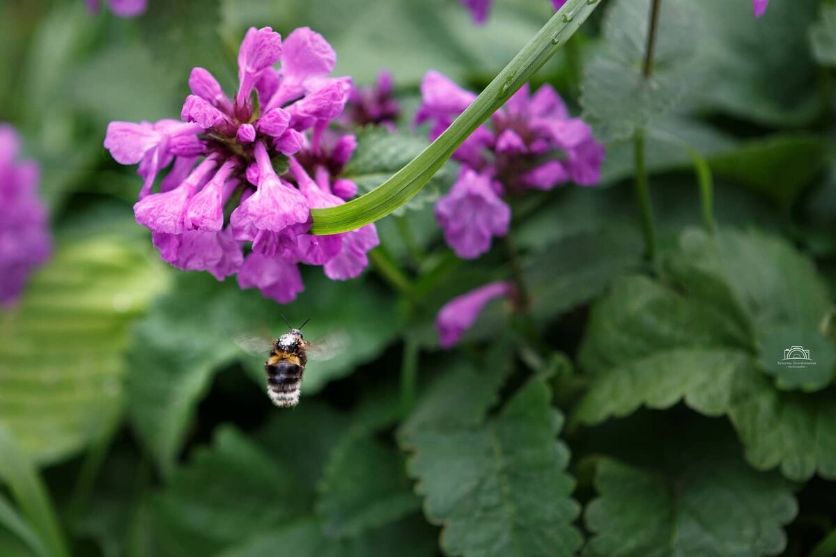Вижу цель, не вижу препятствий - Вячеслав Владимирович
