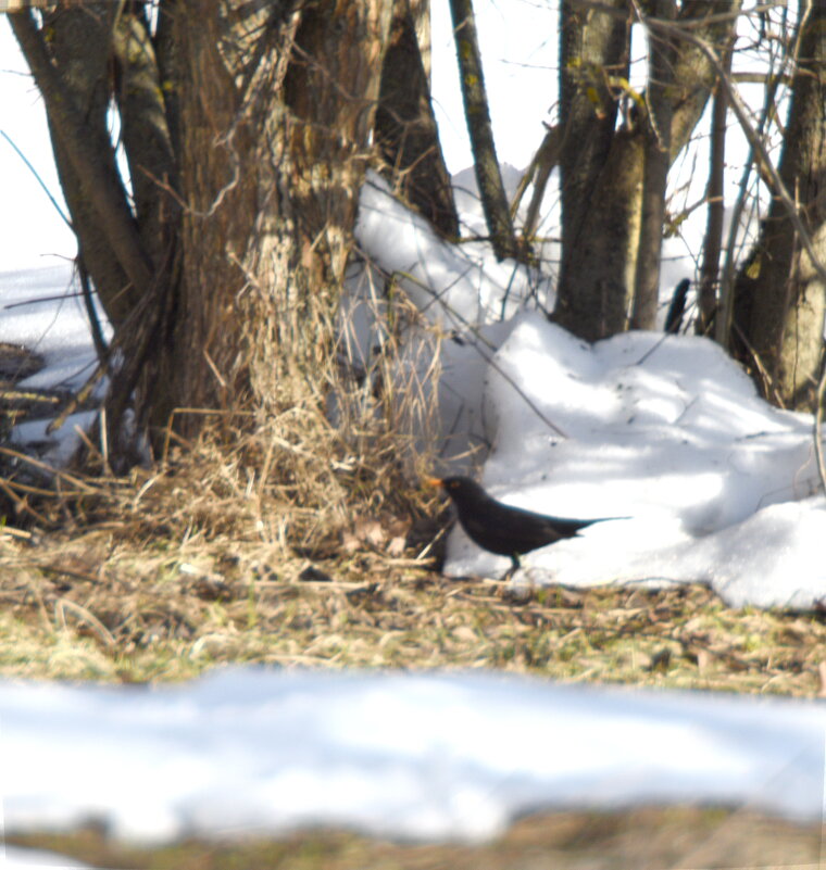 Чёрный дрозд, самец - Сергей Владимирович Егоров Чёрный дрозд, самец - Сергей Владимирович Егоров