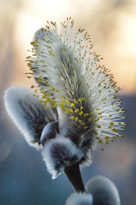 Жёлтые пушистики.. - Надежда Куркина Жёлтые пушистики.. - Надежда Куркина