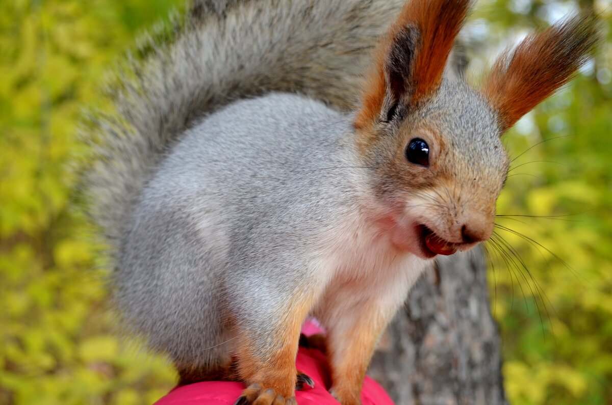 Белка - Savayr Белка - Savayr