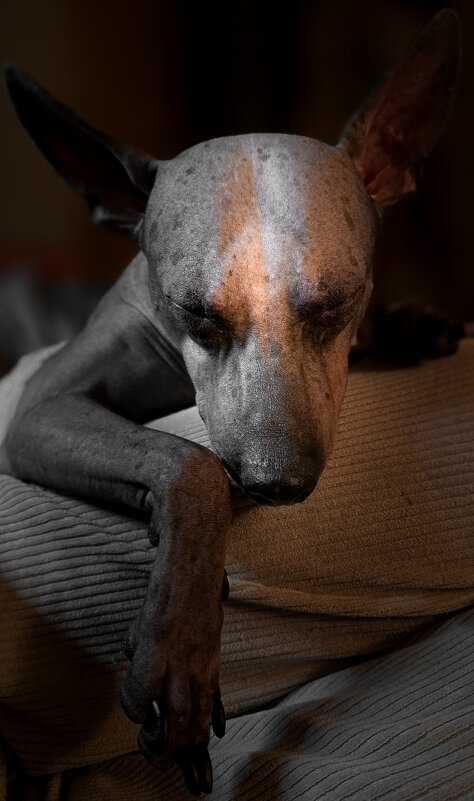 Вечерний пёс - Григорий Иванов