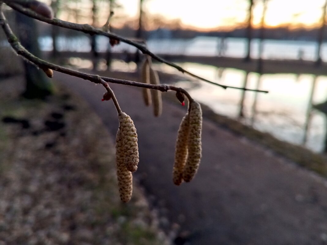 Орешник - Сапсан 