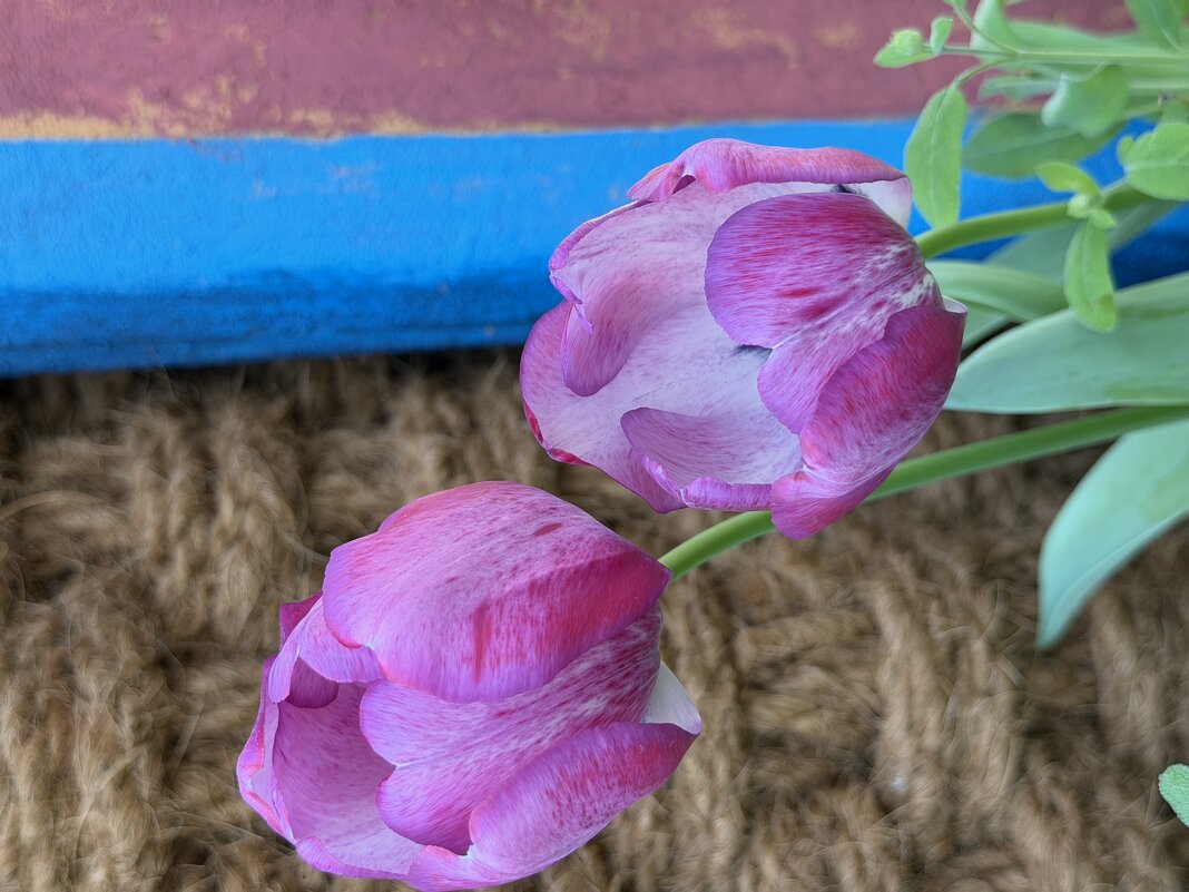 Необыкновенные! - Pippa 