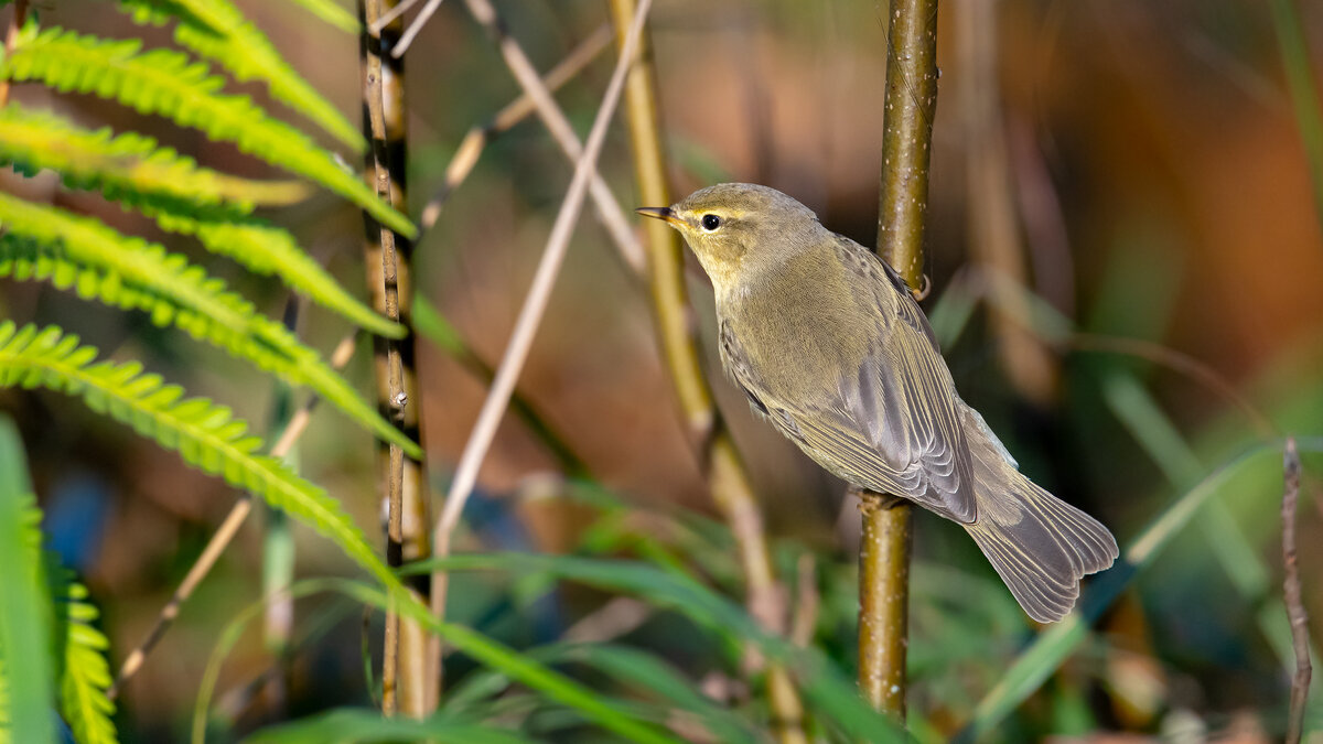 Теплым осенним вечером - Владимир Лазарев Теплым осенним вечером - Владимир Лазарев