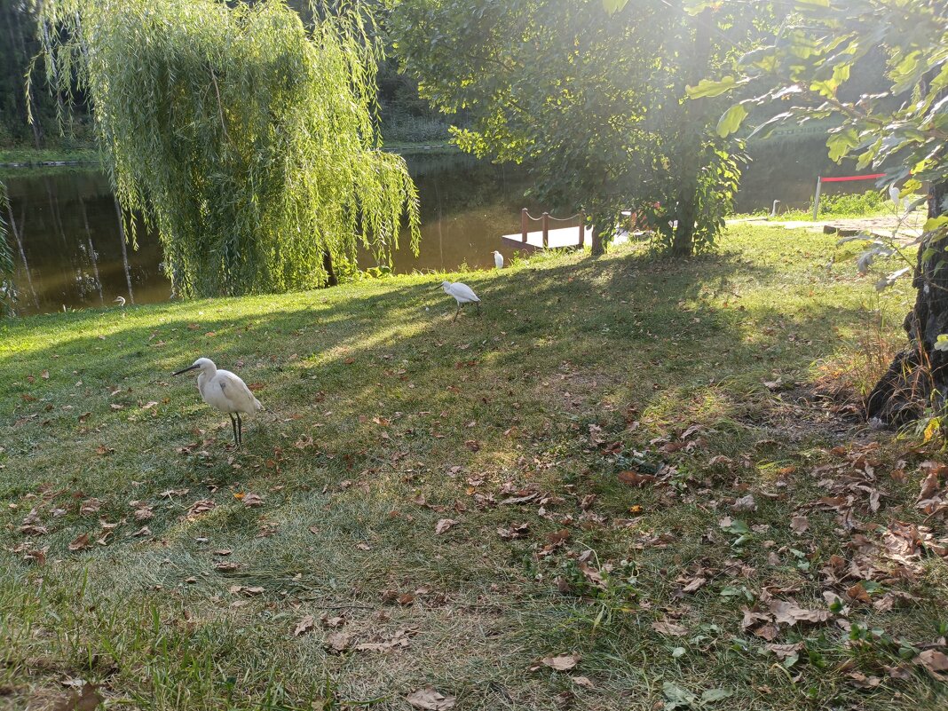 обитатели парка - Галина R...