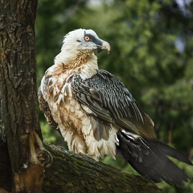 Бородач - SanSan 