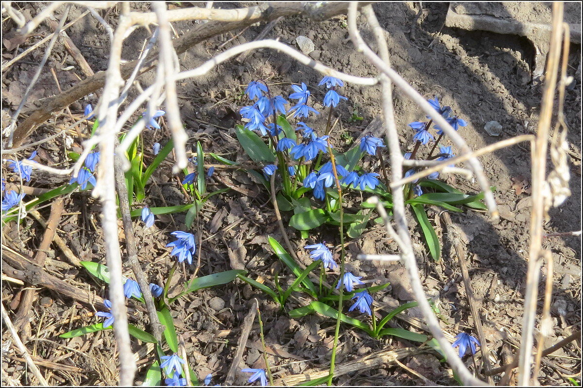 Раскраски весны - Сеня Белгородский