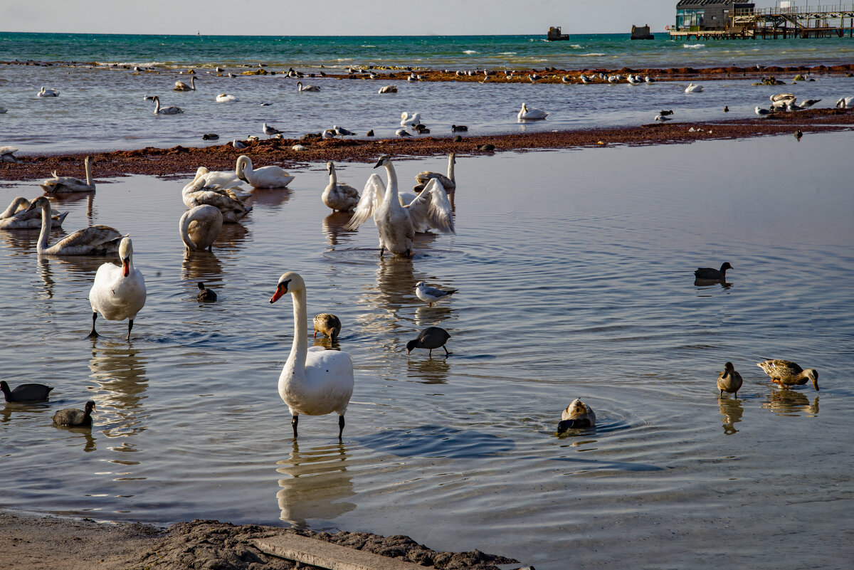 На Каспии - Анатолий Чикчирный