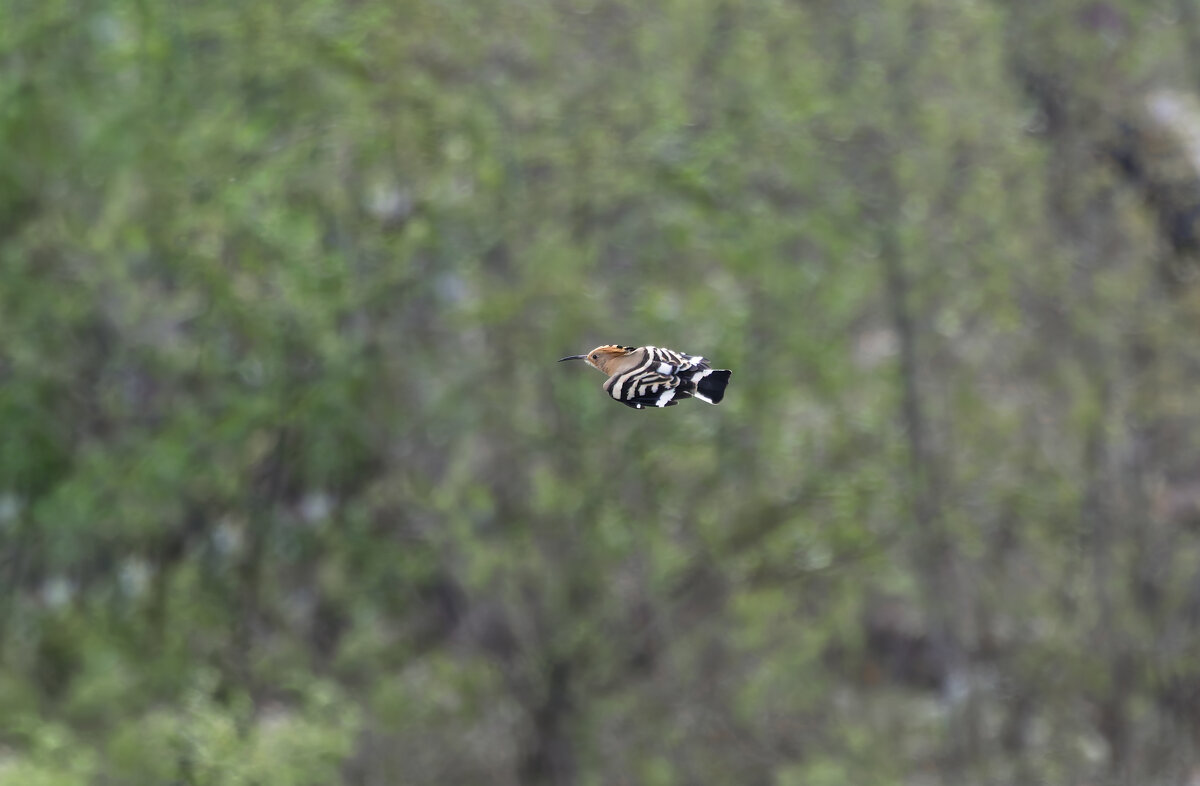 удот в полете.весна Лазоревское. - юрий макаров