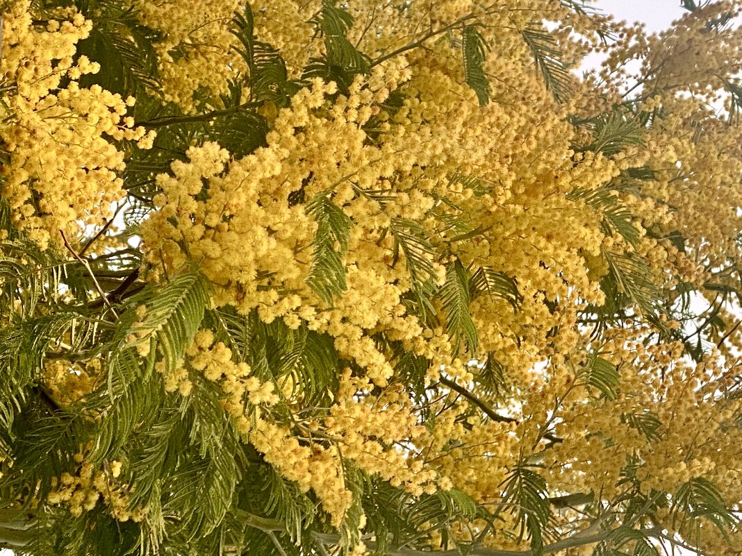 Как красиво когда на дереве, а не засохшая … - Alexey YakovLev