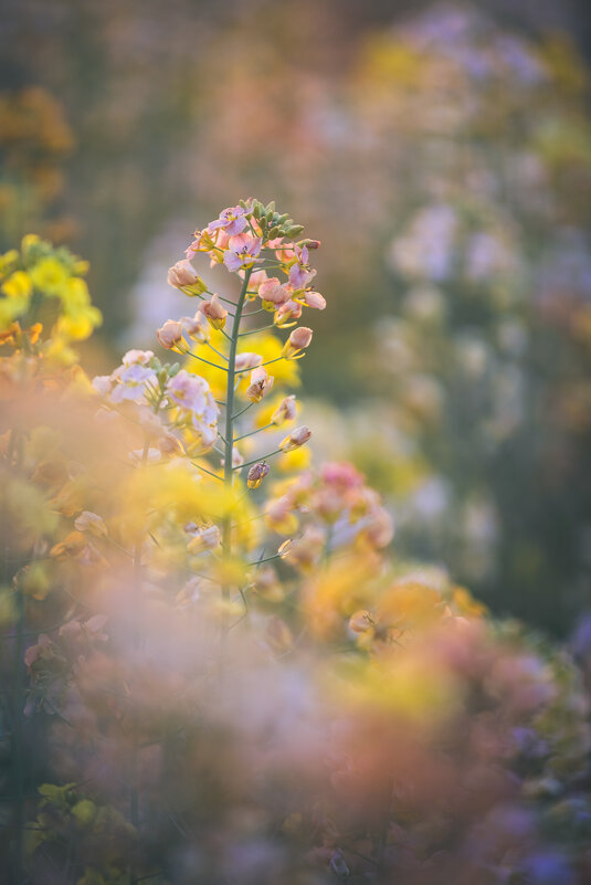 Весна в Ханчжоу — рапсовые поля в пастельных тонах - Дмитрий Весна в Ханчжоу — рапсовые поля в пастельных тонах - Дмитрий