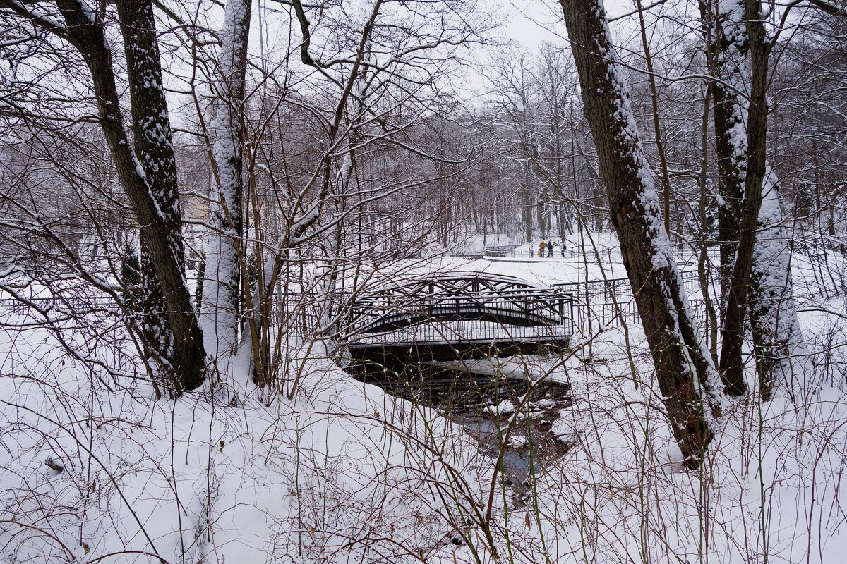 Зимний лесопарк, Светлогорск - Рита Симонова Зимний лесопарк, Светлогорск - Рита Симонова