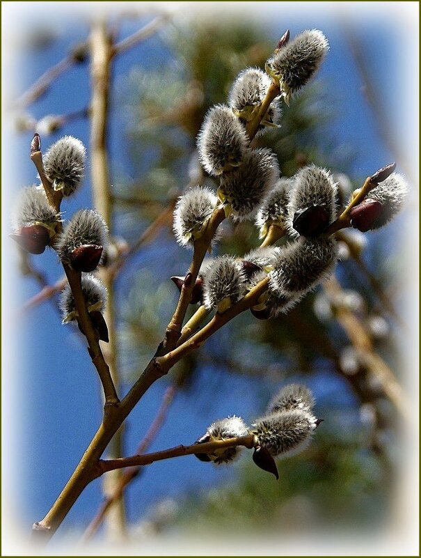Весна просыпается ... - Валентина Надсон