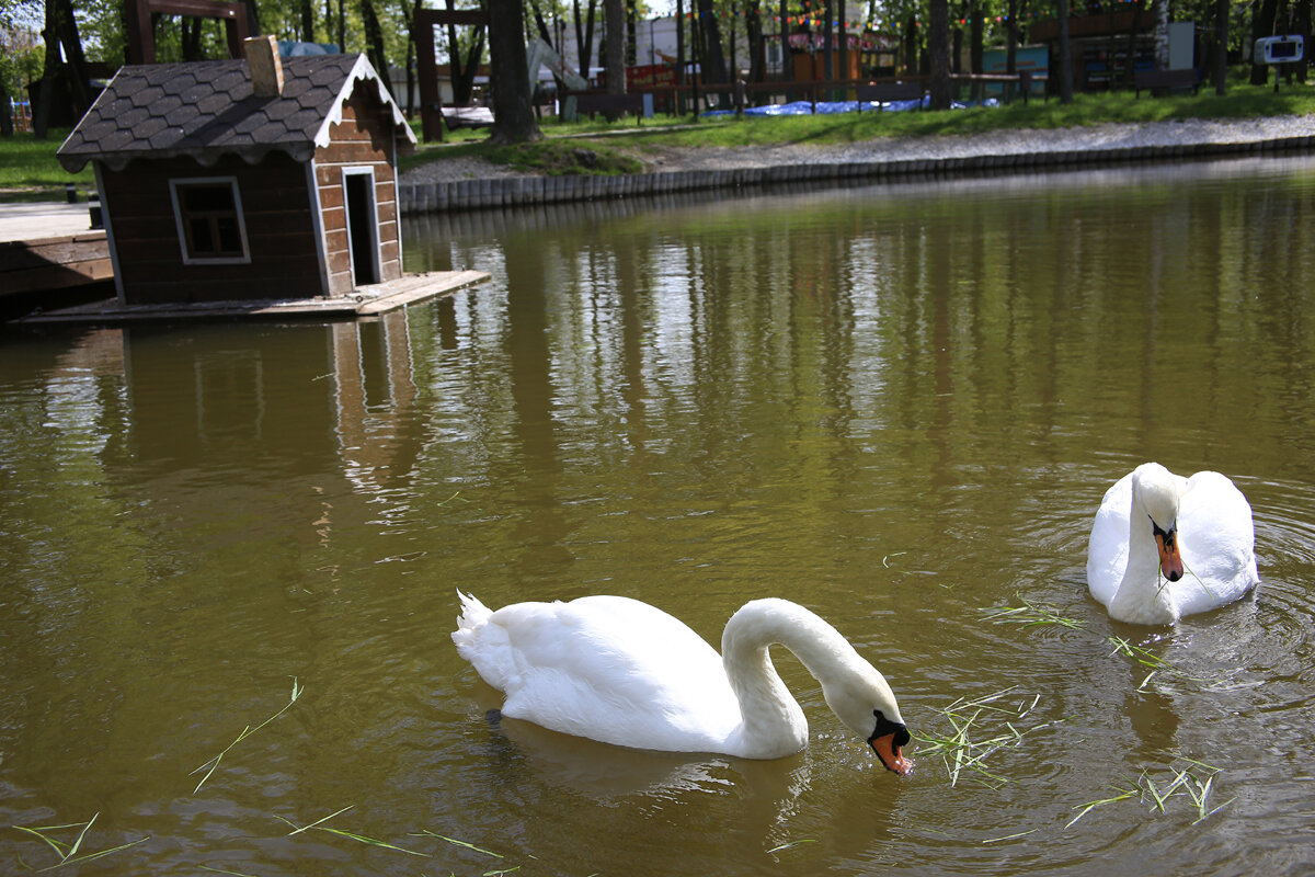 Лебеди - Владимир Гришин Лебеди - Владимир Гришин