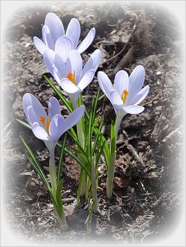 Белые крокусы - Наталья ***