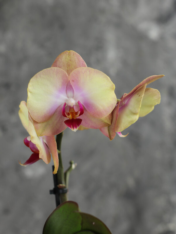 Моя коллекция орхидей - Irene Irene Моя коллекция орхидей - Irene Irene