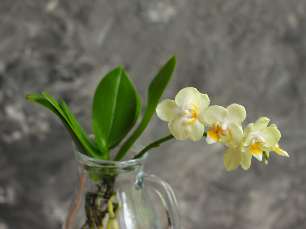 Моя коллекция орхидей - Irene Irene