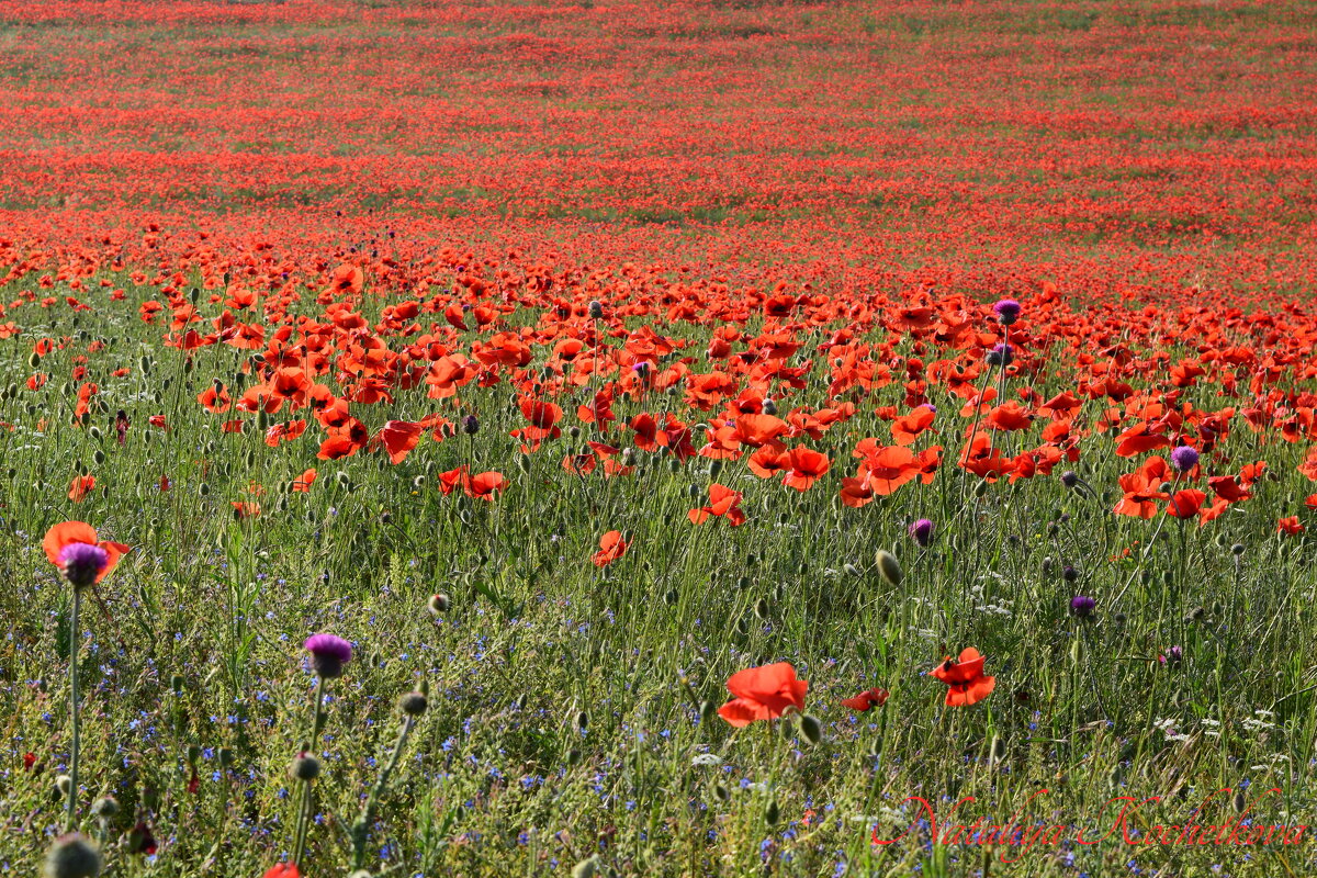 Природа Крыма - Изумительная Космея