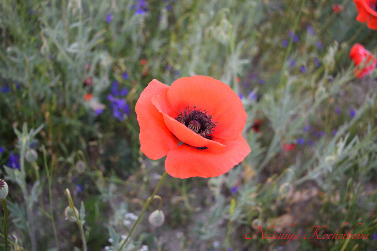 Природа Крыма - Изумительная Космея