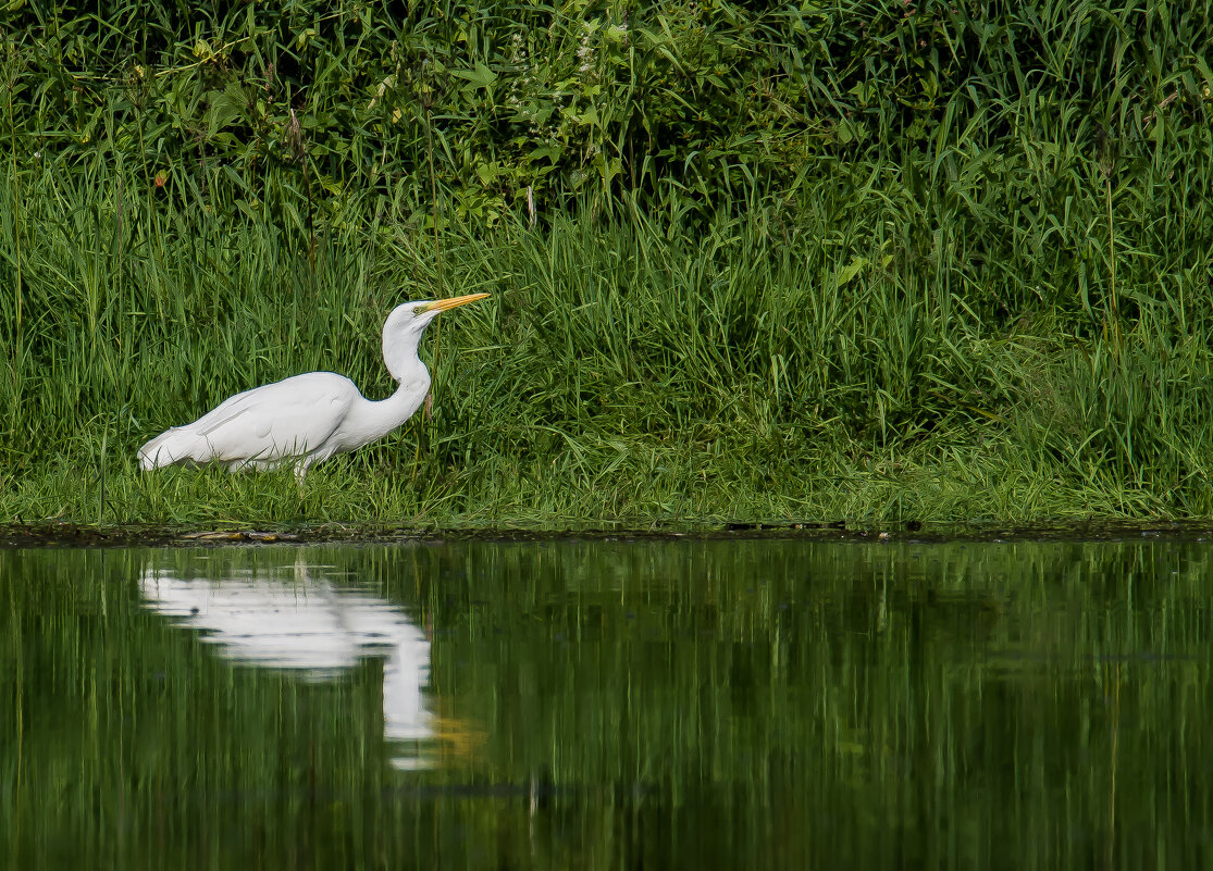 На охоте. - Sergey (Apg) На охоте. - Sergey (Apg)