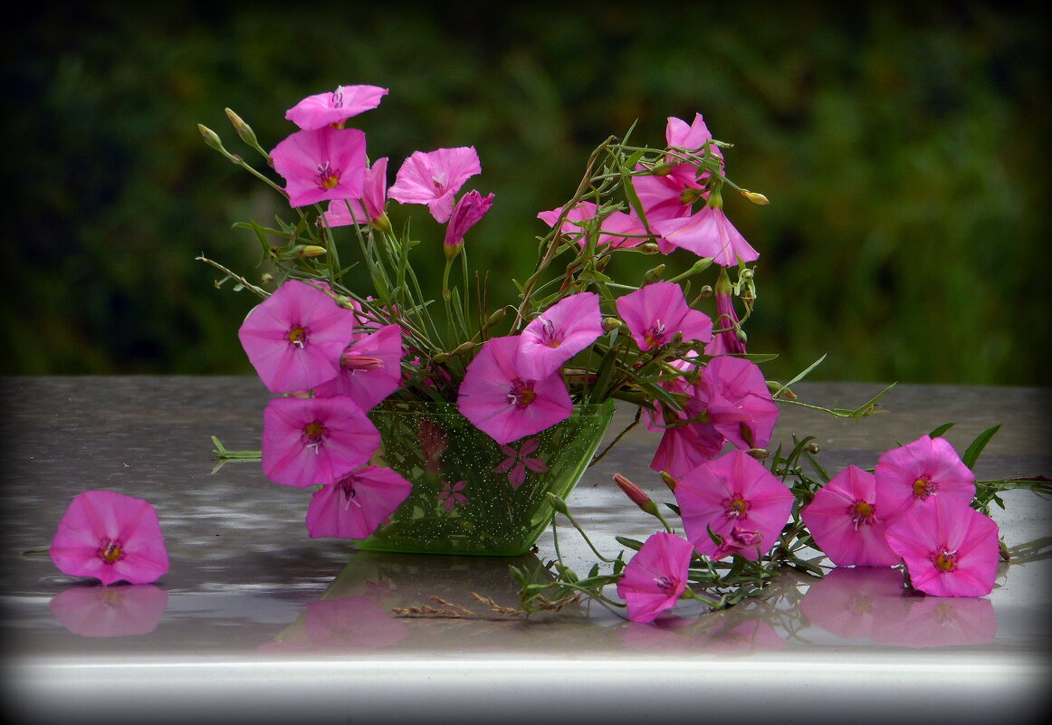 Вьюнки. - nadyasilyuk Вознюк