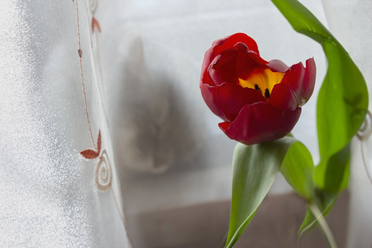 Спрятался, потом уснул - LudMila Спрятался, потом уснул - LudMila