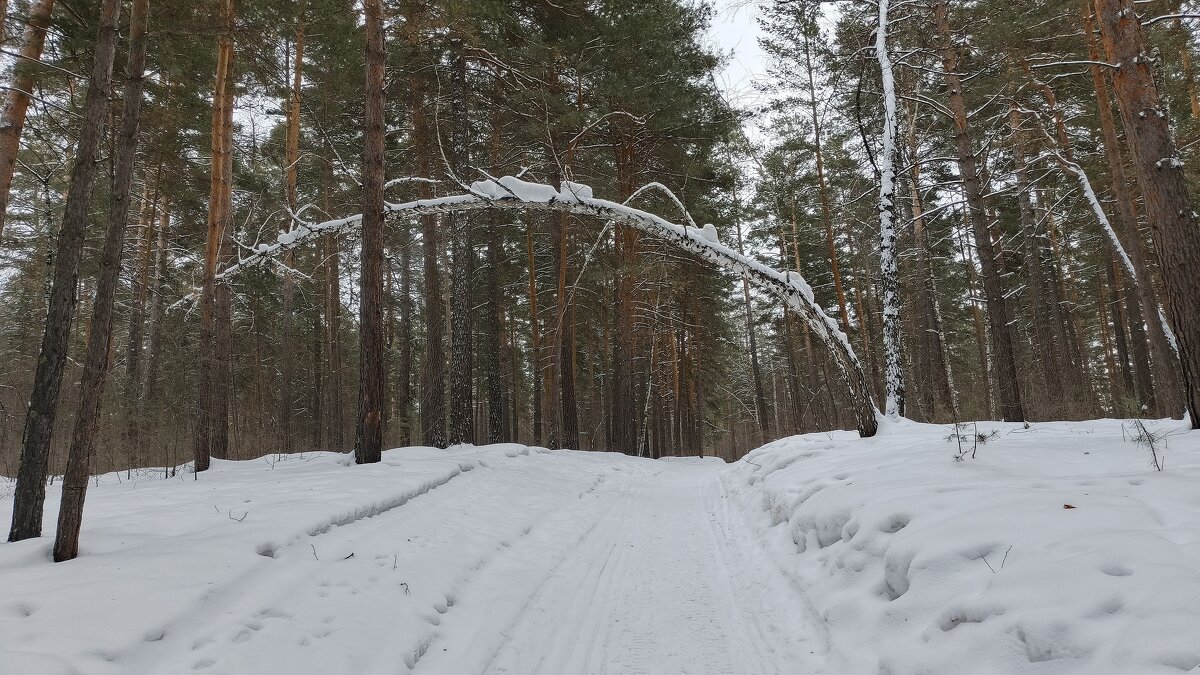Под тяжестью зимы . - Мила Бовкун Под тяжестью зимы . - Мила Бовкун