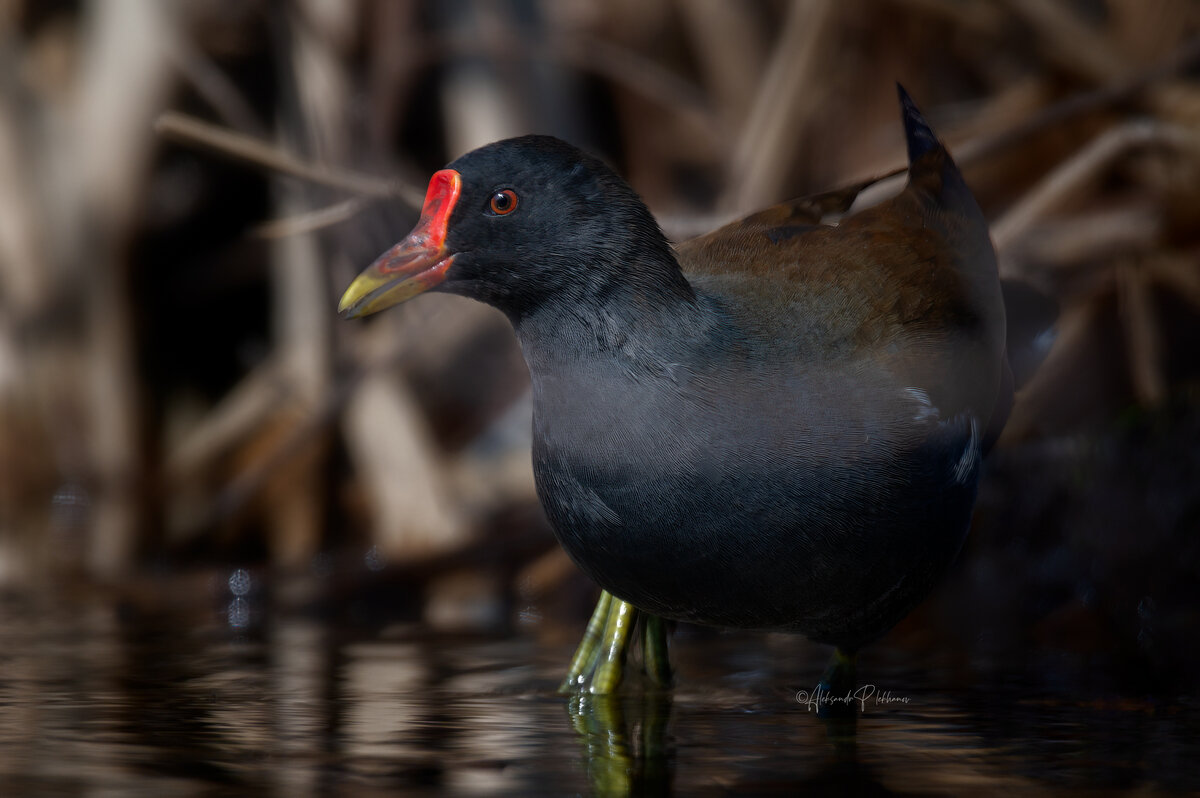 Живущая в камышах - Александр Плеханов
