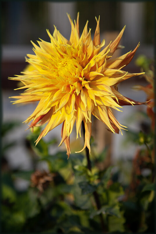 Солнечный, осенний георгин. - Лилия *