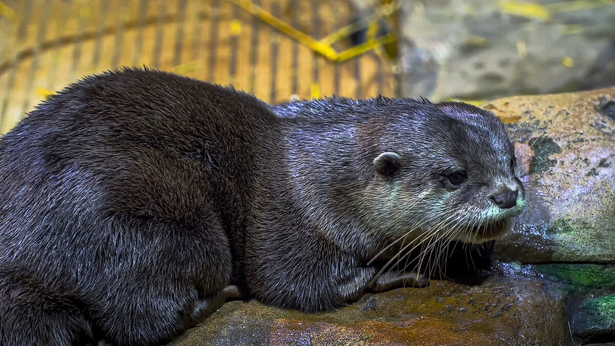 Выдра обыкновенная - Aleksey Afonin