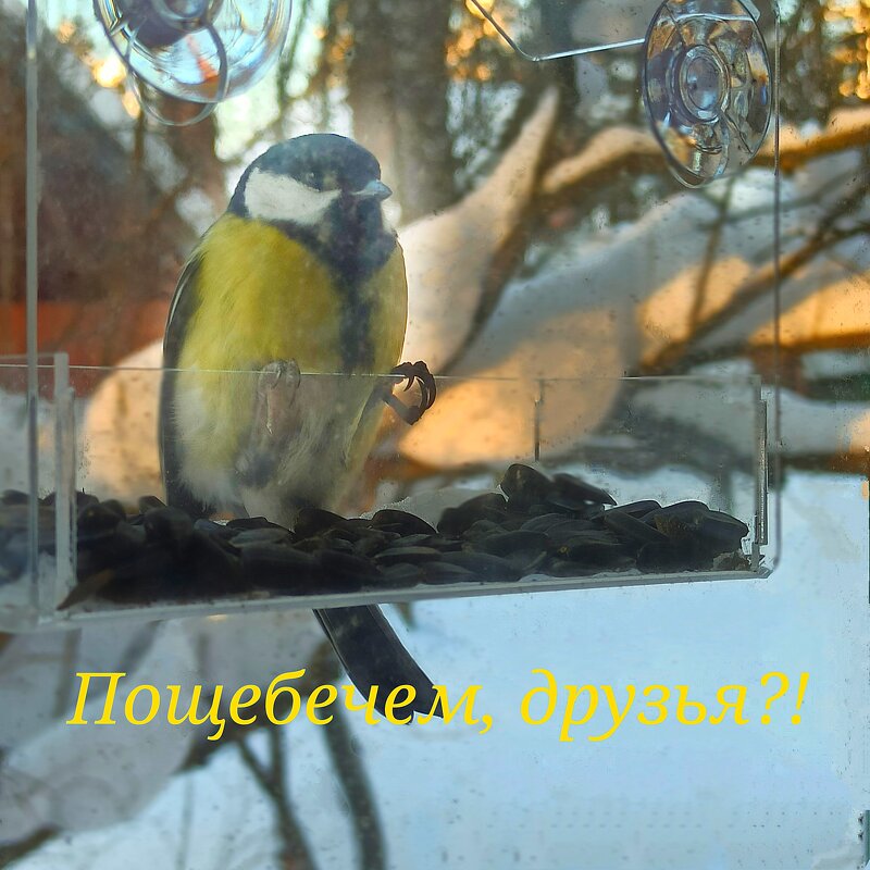 Пощебечем, друзья! - veilins veilins