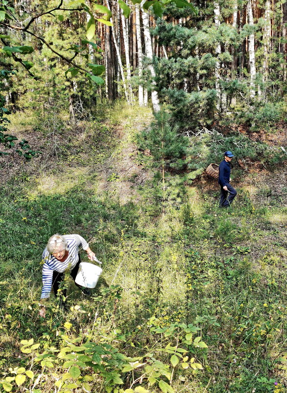 Грибники - Валерий Судачок