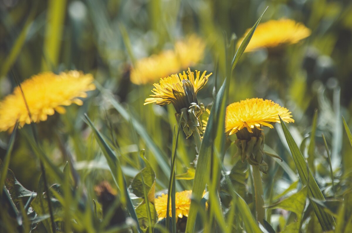 *** - Виктор Иванович Чернюк