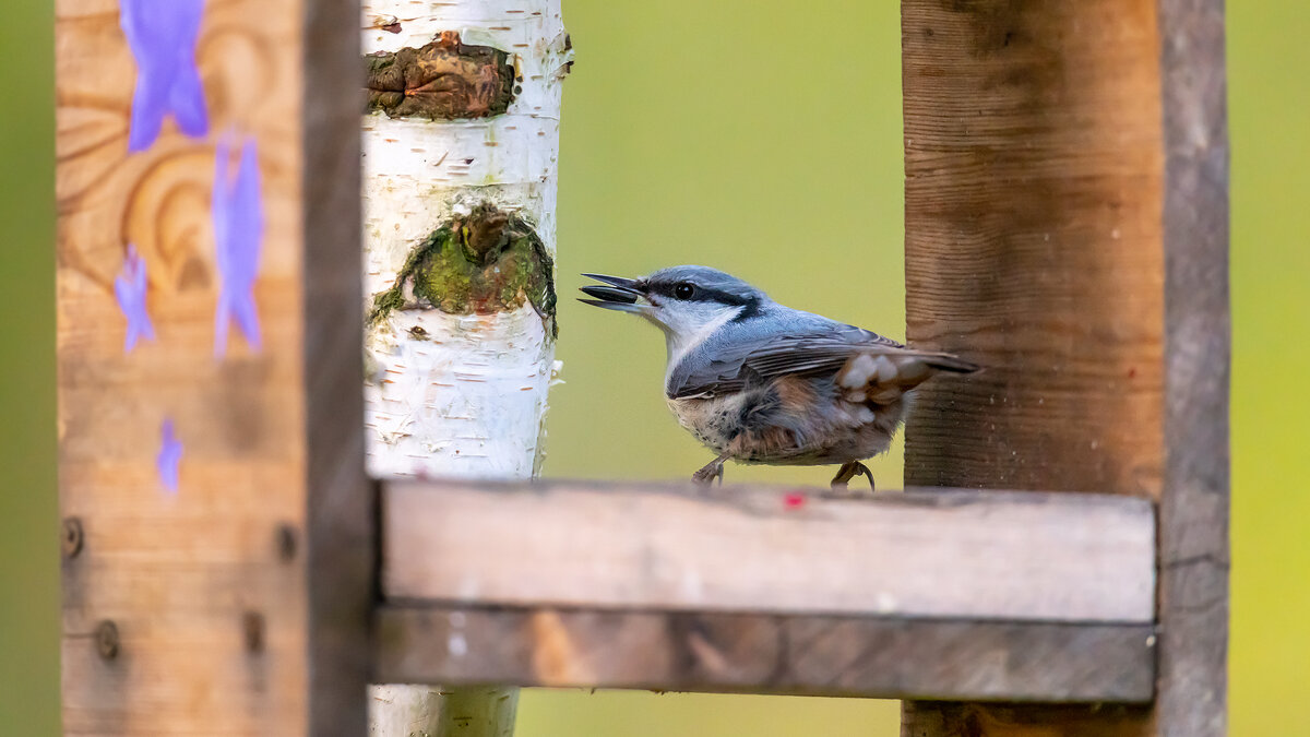 Поползень - Владимир Лазарев