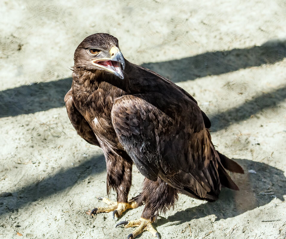 Степной орёл - SanSan 