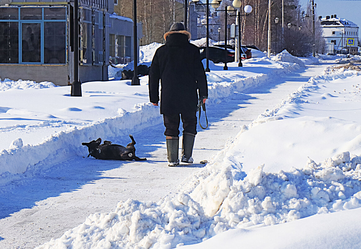 Март...Пес катается к морозу! - Владимир 