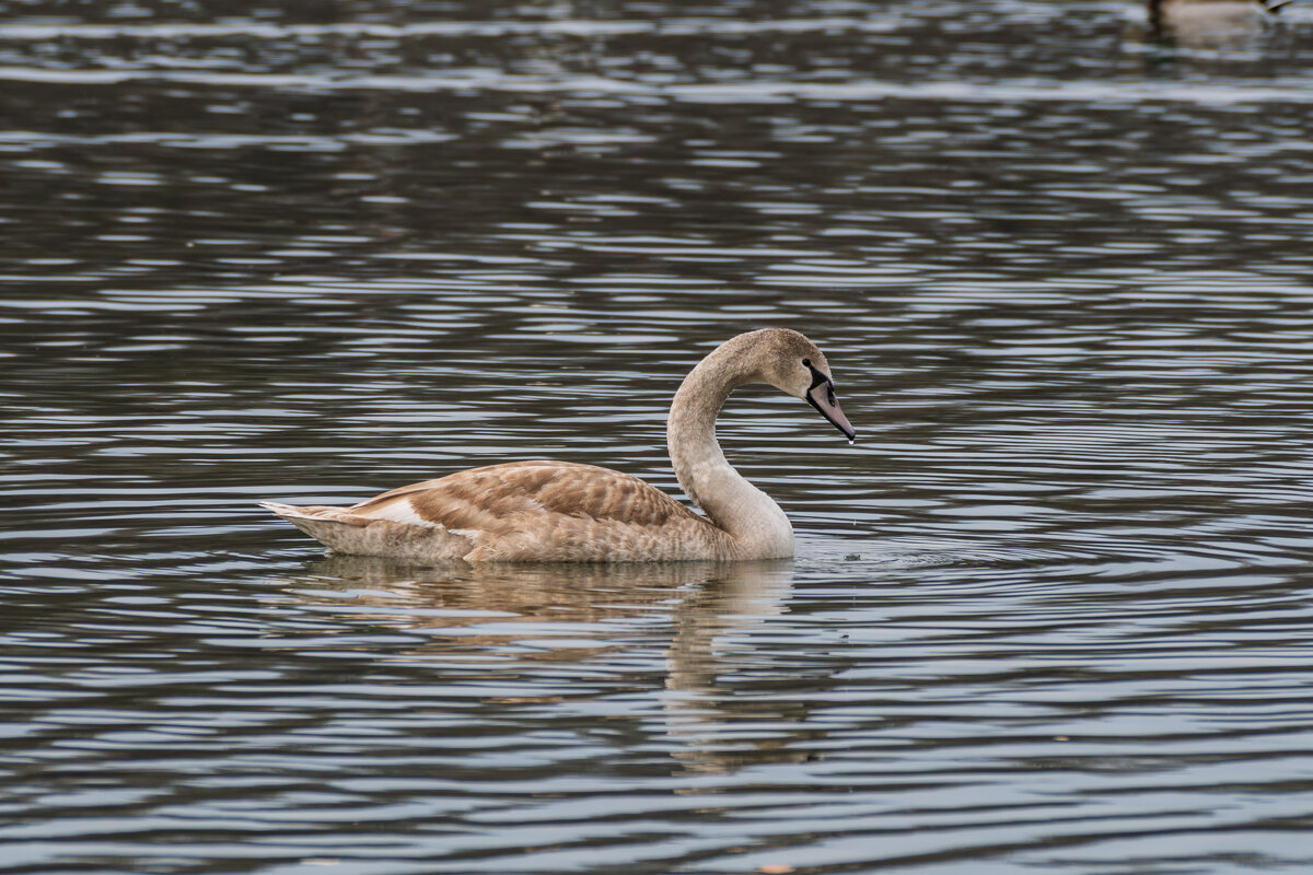 Молодой лебедь - Игорь Сикорский