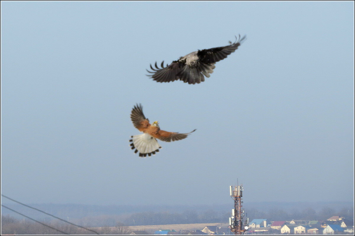 Битва - Сеня Белгородский