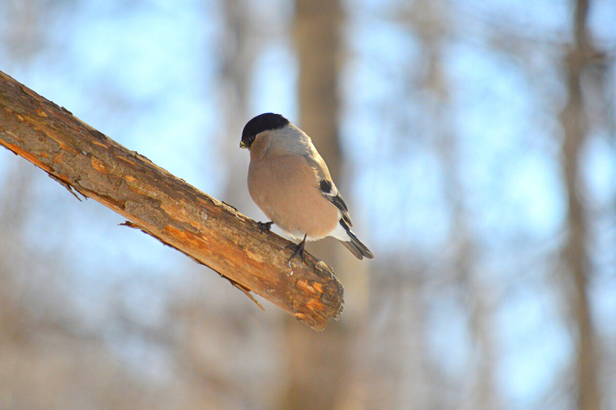 Снегириха - самка снегиря - Татьяна Лютаева