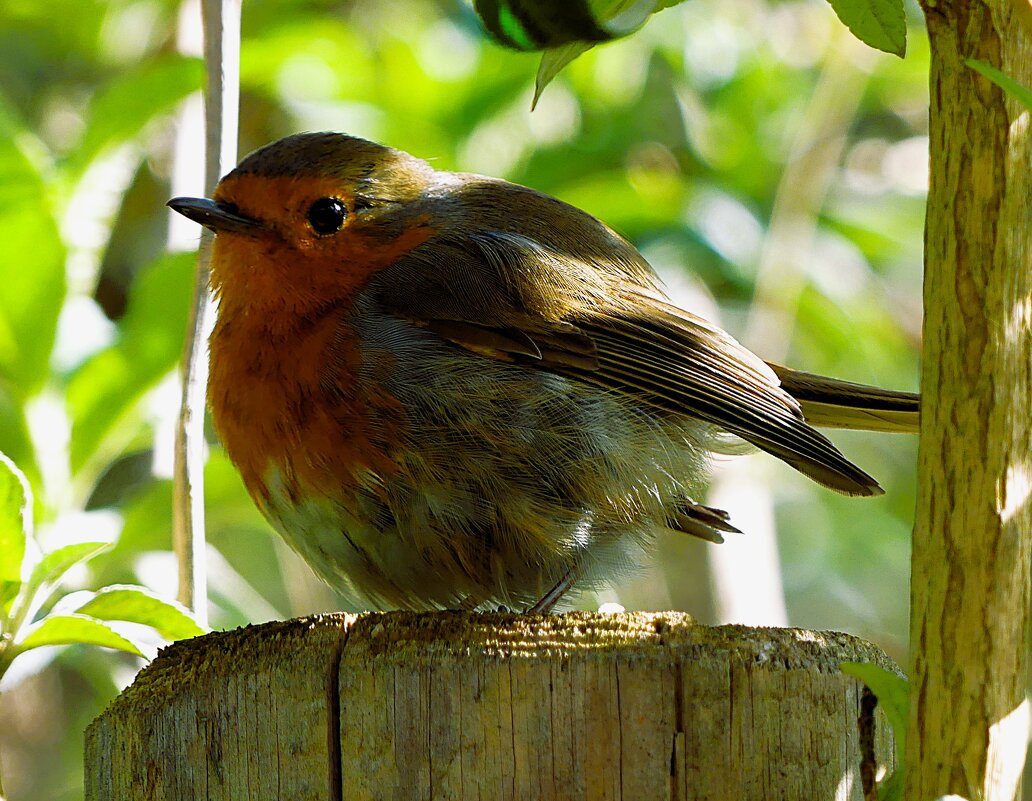 Весна(серия) - Владимир Манкер