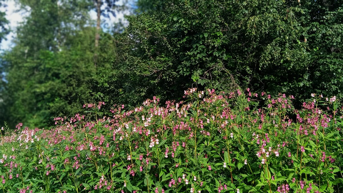 Екатеринбург. окраина - Елена Шаламова