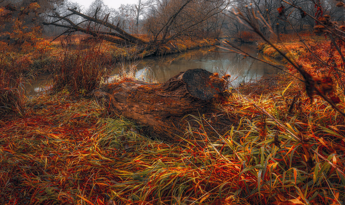 Пень. - Владимир Владимир