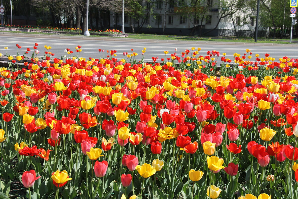 КРАСИВОЕ МОРЕ ТЮЛЬПАНОВ - Валентина 
