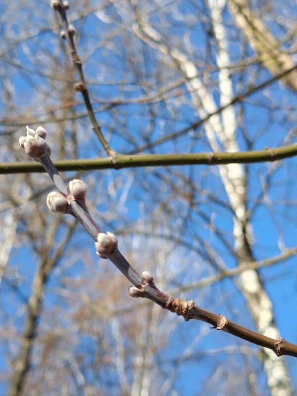 Весеннее - Елена Семигина