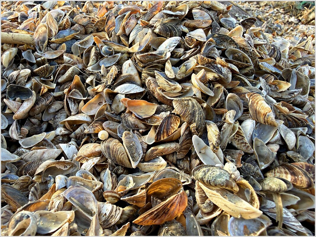 Весь берег усыпан ракушками. - Валерия Комова